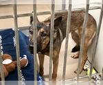 Small Photo #2 German Shepherd Dog Puppy For Sale in Santa Maria, CA, USA