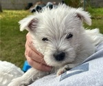 Small Photo #7 West Highland White Terrier Puppy For Sale in PHOENIX, AZ, USA