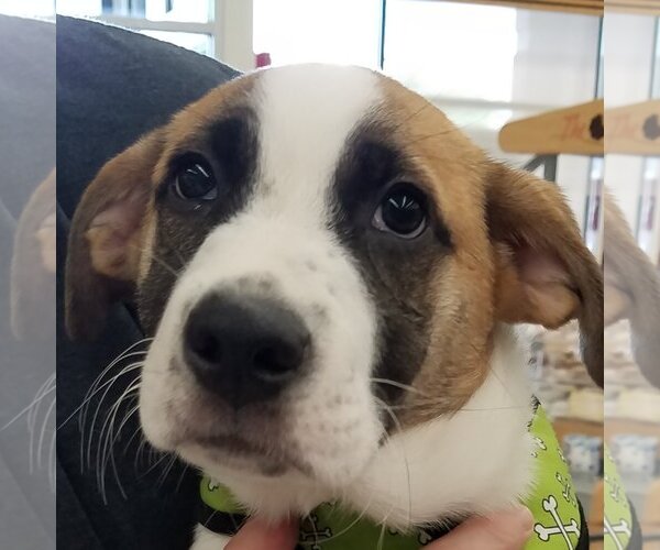 Medium Photo #22 Border Collie-Unknown Mix Puppy For Sale in Spring, TX, USA