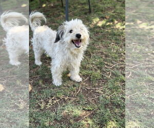 Maltipoo Dogs for adoption in Phoenix, AZ, USA