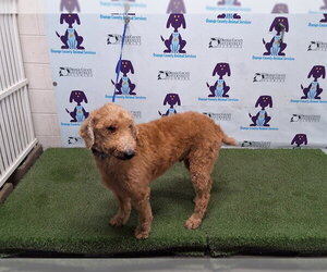 Goldendoodle Dogs for adoption in Orlando, FL, USA