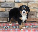 Small #4 Bernese Mountain Dog
