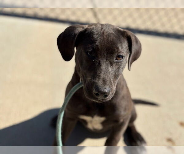 Medium Photo #1 American Pit Bull Terrier-Unknown Mix Puppy For Sale in Tulsa, OK, USA