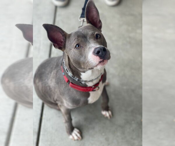 Medium Photo #45 Mutt Puppy For Sale in Mount Laurel, NJ, USA