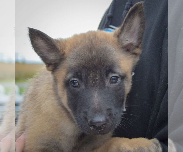 Medium Photo #6 Mutt Puppy For Sale in Huntley, IL, USA