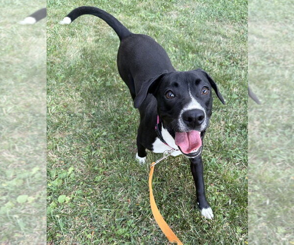 Medium Photo #16 Labbe Puppy For Sale in Osgood, IN, USA