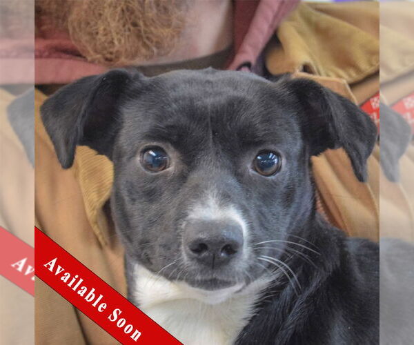 Medium Photo #1 Italian Greyhuahua Puppy For Sale in Huntley, IL, USA