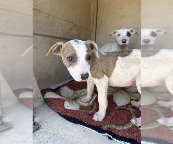 Medium Photo #1 Mutt Puppy For Sale in Oklahoma City, OK, USA