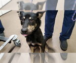 *BORDEAU - Male German Shepherd Dog Dog for Adoption - Small photo