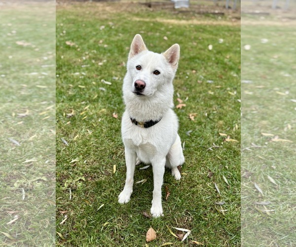 Medium Photo #3 Samoyed-Siberian Husky Mix Puppy For Sale in Princeton, MN, USA