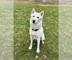 Small #2 Samoyed-Siberian Husky Mix