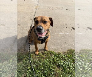 Rottweiler-Unknown Mix Dogs for adoption in Williamsburg, IA, USA