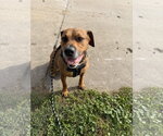 Apollo - Male Rottweiler-Unknown Mix Dog for Adoption - Small photo