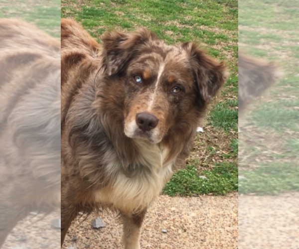 Medium Photo #1 Australian Shepherd Puppy For Sale in DOWELLTOWN, TN, USA