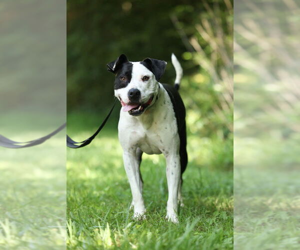 Medium Photo #3 American Pit Bull Terrier-Unknown Mix Puppy For Sale in Raleigh, NC, USA