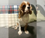 Small Cavalier King Charles Spaniel