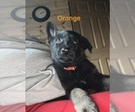 Small Photo #26 German Shepherd Dog Puppy For Sale in SUMPTER TWP, MI, USA