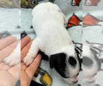 Small Photo #10 Rat Terrier Puppy For Sale in WHITAKERS, NC, USA