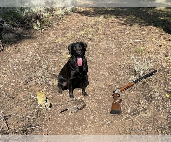 Medium Photo #32 Labrador Retriever Puppy For Sale in REDDING, CA, USA
