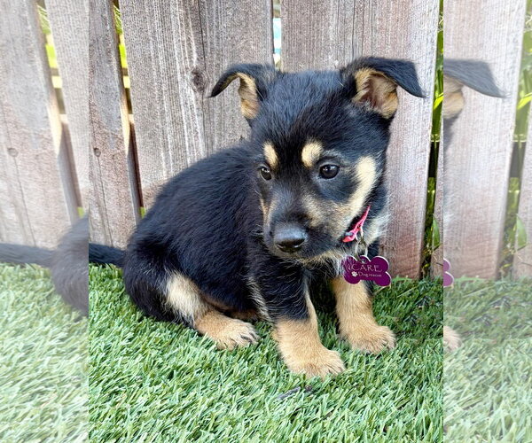 Medium Photo #2 Mutt Puppy For Sale in Corona, CA, USA