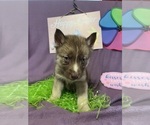 Small Photo #13 Siberian Husky Puppy For Sale in DEARBORN, MO, USA