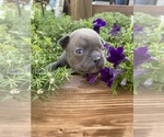 Small #12 Faux Frenchbo Bulldog