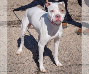Iris - Female American Bulldog-American Staffordshire Terrier Mix Dog for Adoption - Photo #2