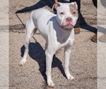 Small Photo #2 American Bulldog-American Staffordshire Terrier Mix Puppy For Sale in Huntley, IL, USA