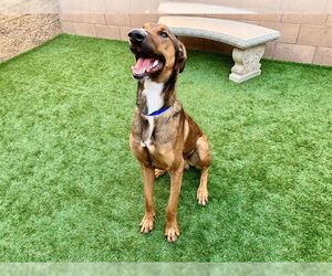 Mutt Dogs for adoption in Moreno Valley, CA, USA