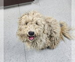 Small #4 Poodle (Standard) Mix