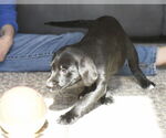 Small #4 Labrador Retriever Mix