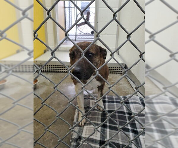 Medium Photo #1 Mutt Puppy For Sale in Temple, TX, USA