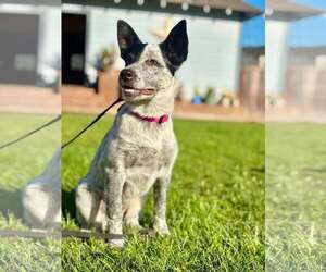 Mutt Dogs for adoption in Paso Robles, CA, USA