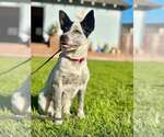 Small Mutt