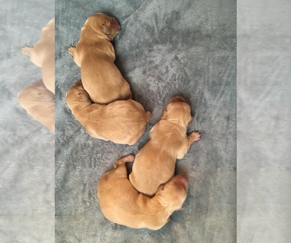 Medium Photo #4 Golden Retriever Puppy For Sale in NUNN, CO, USA