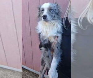 Australian Shepherd-Unknown Mix Dogs for adoption in Grafton, WI, USA