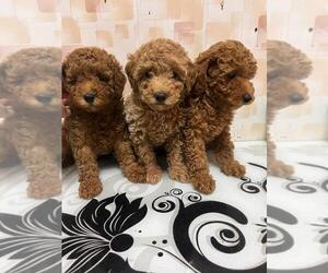 Poodle (Toy) Puppy for sale in Warsaw, Mazovia, Poland