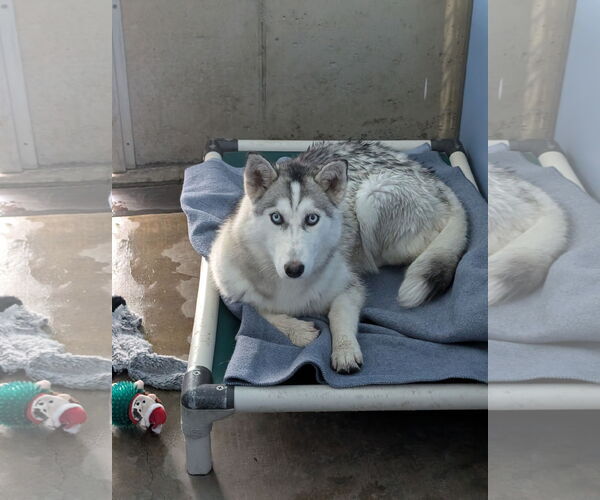 Medium Photo #2 - Mix Puppy For Sale in Chinook, MT, USA