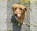 Small #3 Labrador Retriever