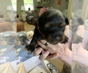 YorkiePoo Puppy for sale in LYNCHBURG, VA, USA