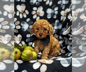 Poodle (Toy) Puppy for sale in QUARRYVILLE, PA, USA