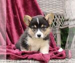 Small #3 Pembroke Welsh Corgi