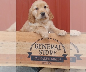 Golden Retriever Puppy for sale in NILES, MI, USA