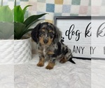 Small #4 Dachshund