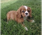 Small Photo #3 Cavapoo Puppy For Sale in FREDERICKSBURG, OH, USA