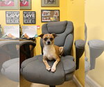 Small Photo #6 Chihuahua-Unknown Mix Puppy For Sale in York, SC, USA