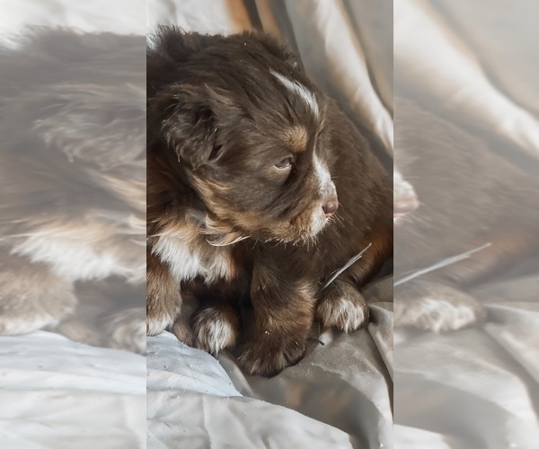 Medium Photo #6 Australian Shepherd Puppy For Sale in PELKIE, MI, USA