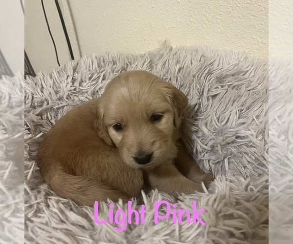 Medium Photo #7 Golden Retriever Puppy For Sale in MERIDIAN, ID, USA