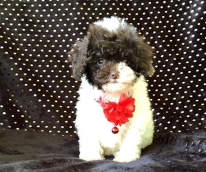 Poodle (Toy) Puppy for sale in JEFFERSONVILLE, IN, USA