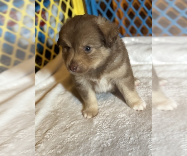 Medium Photo #15 Australian Shepherd-Miniature Australian Shepherd Mix Puppy For Sale in PETERSBURG, IL, USA
